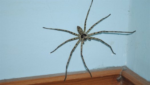 Có nên giết nhện nhà không?